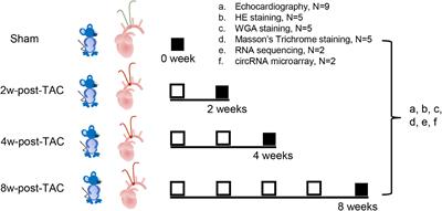 Differential mRNA Expression and Circular RNA-Based Competitive Endogenous RNA Networks in the Three Stages of Heart Failure in Transverse Aortic Constriction Mice